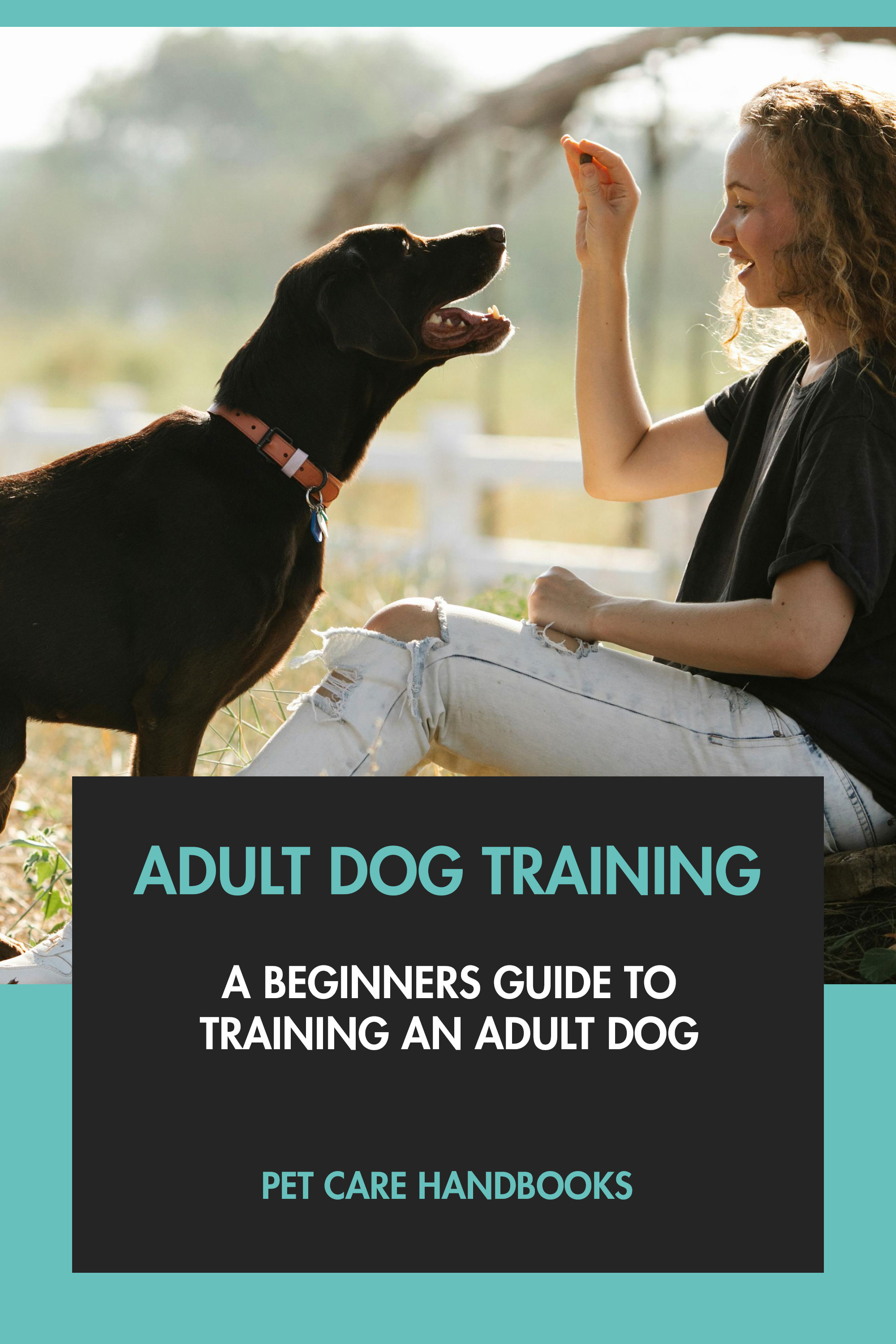 A Beginners Guide to Training An Adult Dog