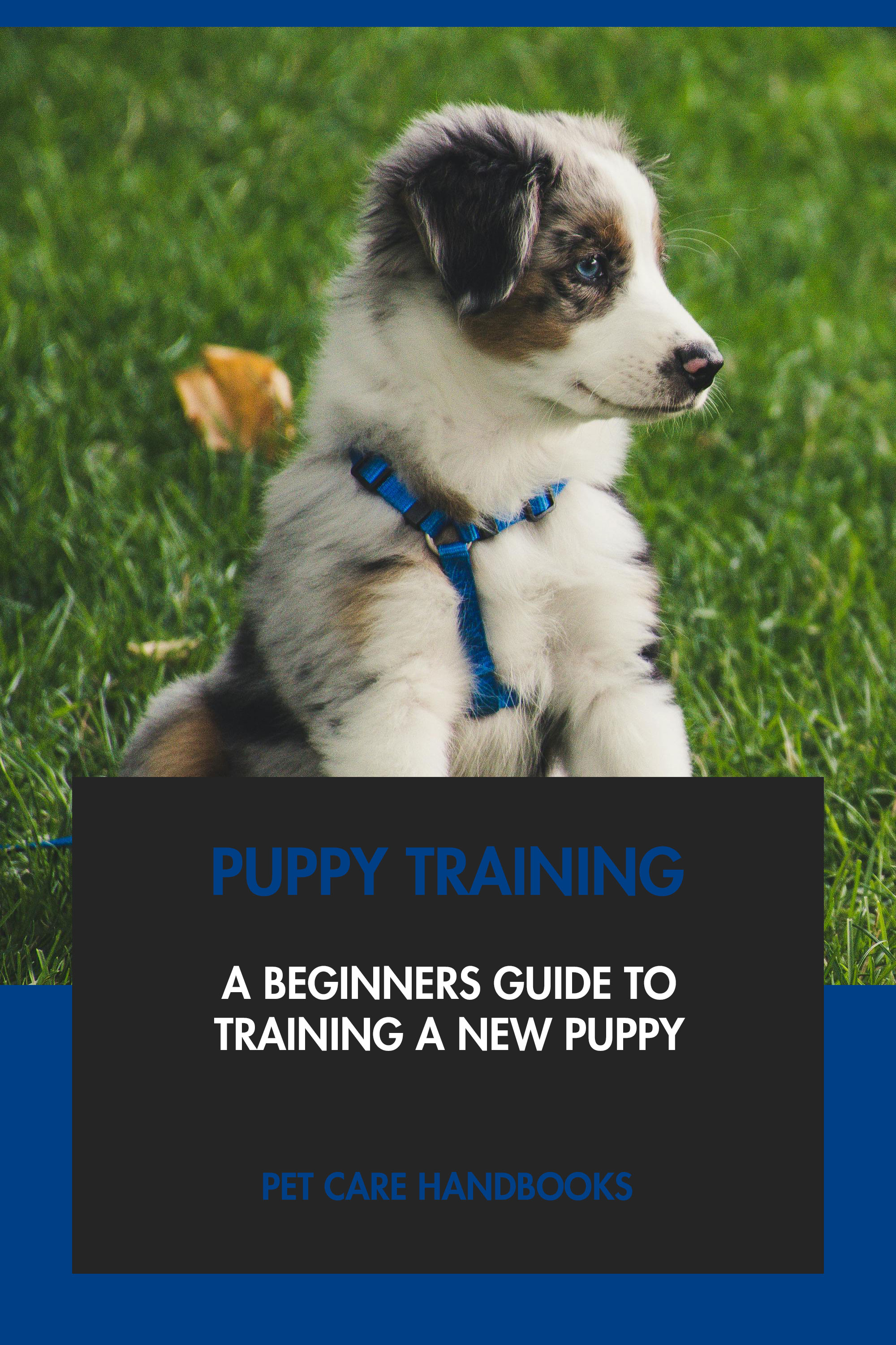 A Beginners Guide to Training A New Puppy